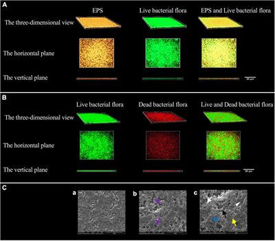 An in vitro study on the degradation of multispecies biofilm of periodontitis-related microorganisms by bovine trypsin